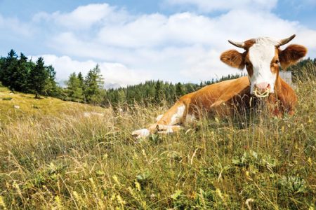 Farm Grants for Sustainable Agriculture Image